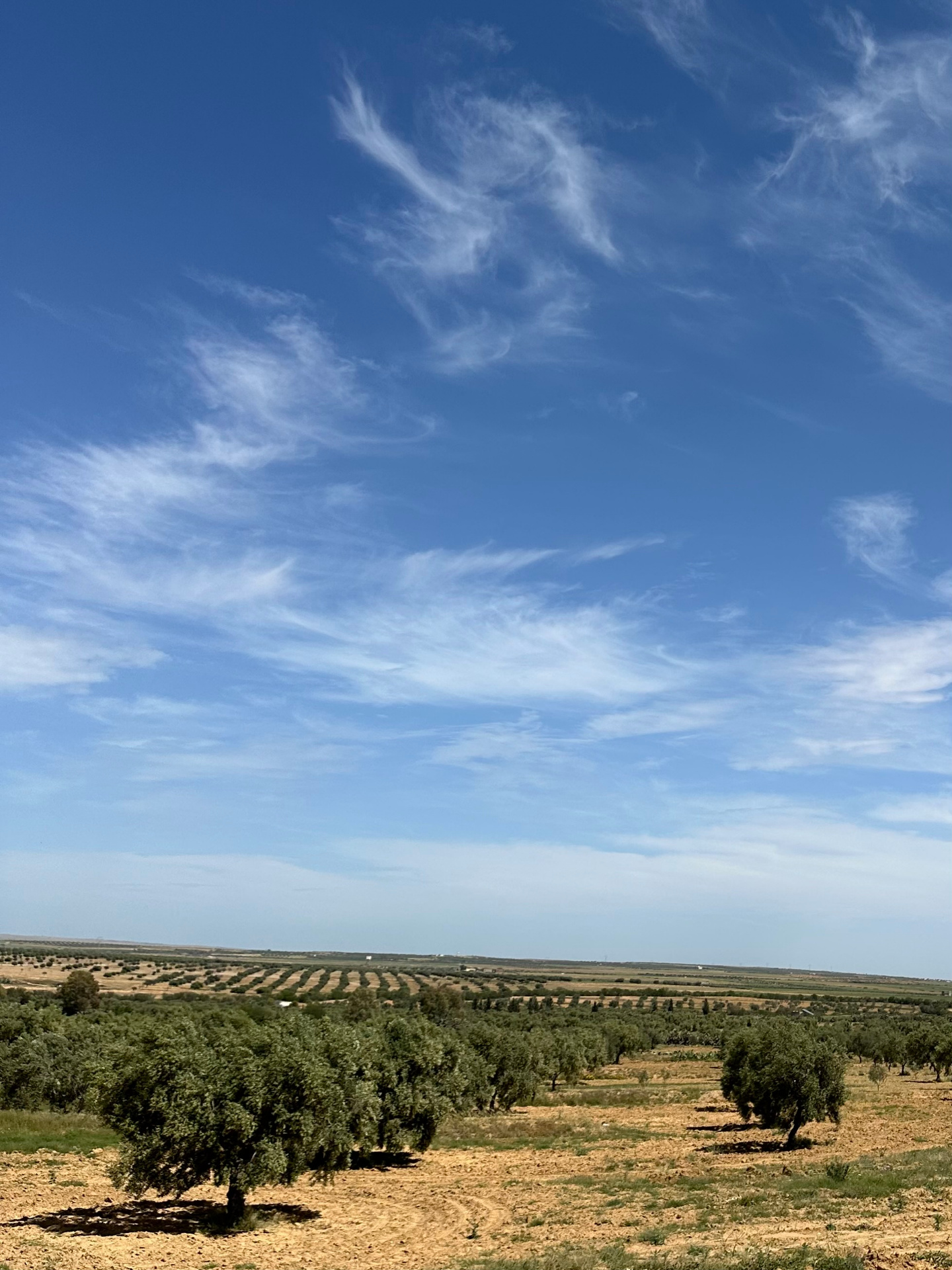 Olive grove under a wide sky — long-term cultivation and growth